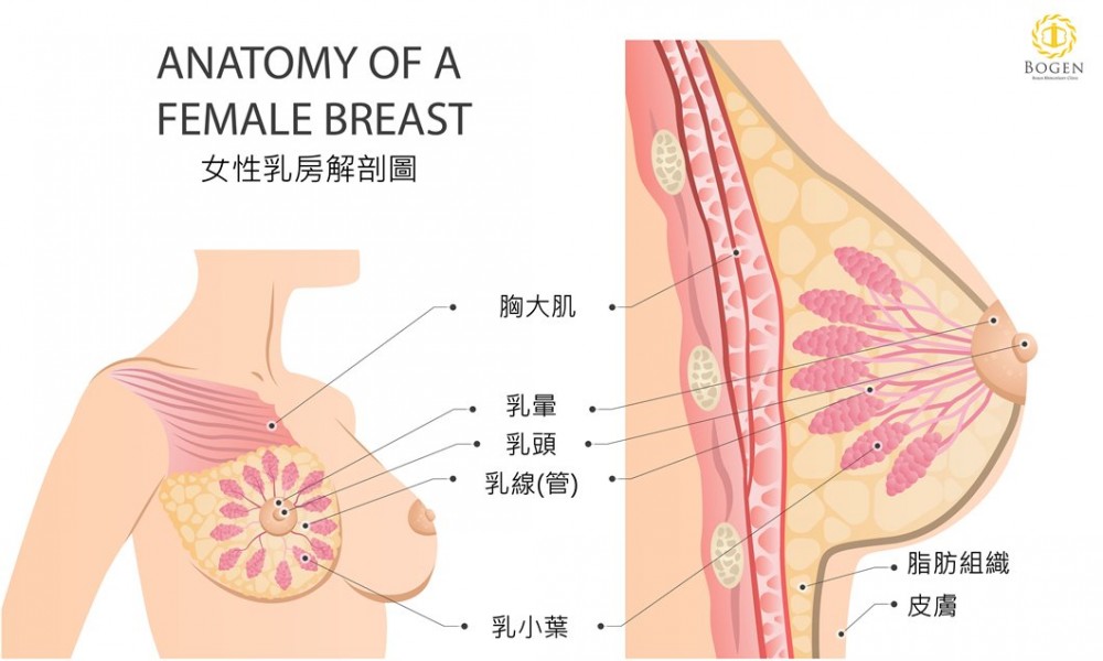 隆乳前了解乳房結構,博恩妍