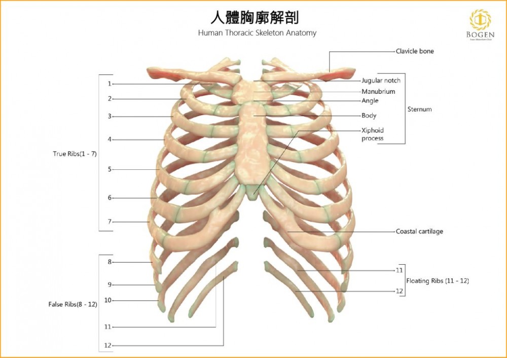 人體胸廓解剖,芭比腰手術,博恩妍