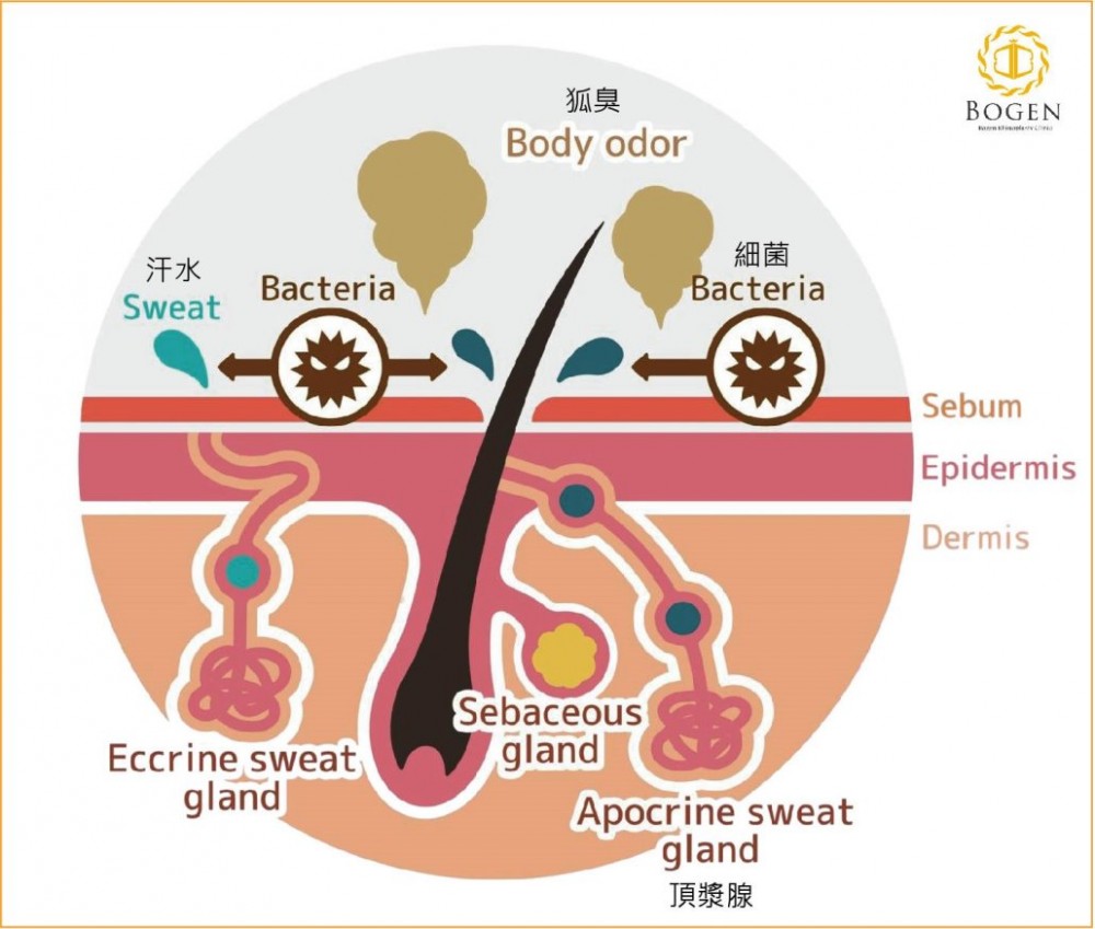 頂漿腺作用摻生狐臭,狐臭產生原因,博恩妍