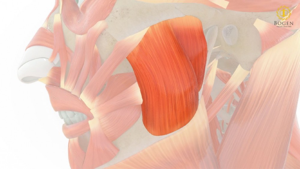 咀嚼肌,咀嚼肌位置,博恩妍