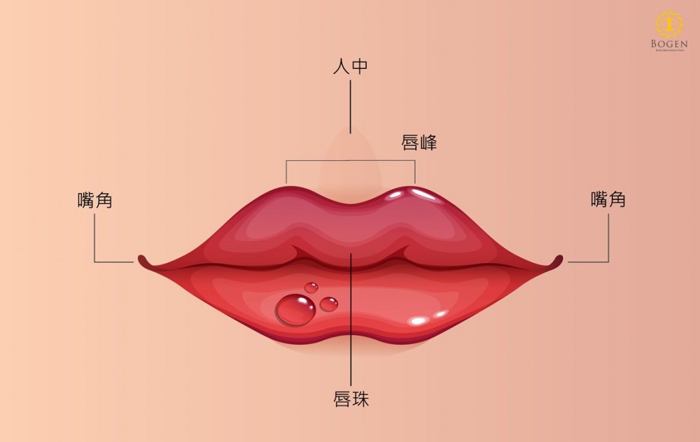 玻尿酸豐唇術前,嘴唇構造,嘴唇結構,博恩妍