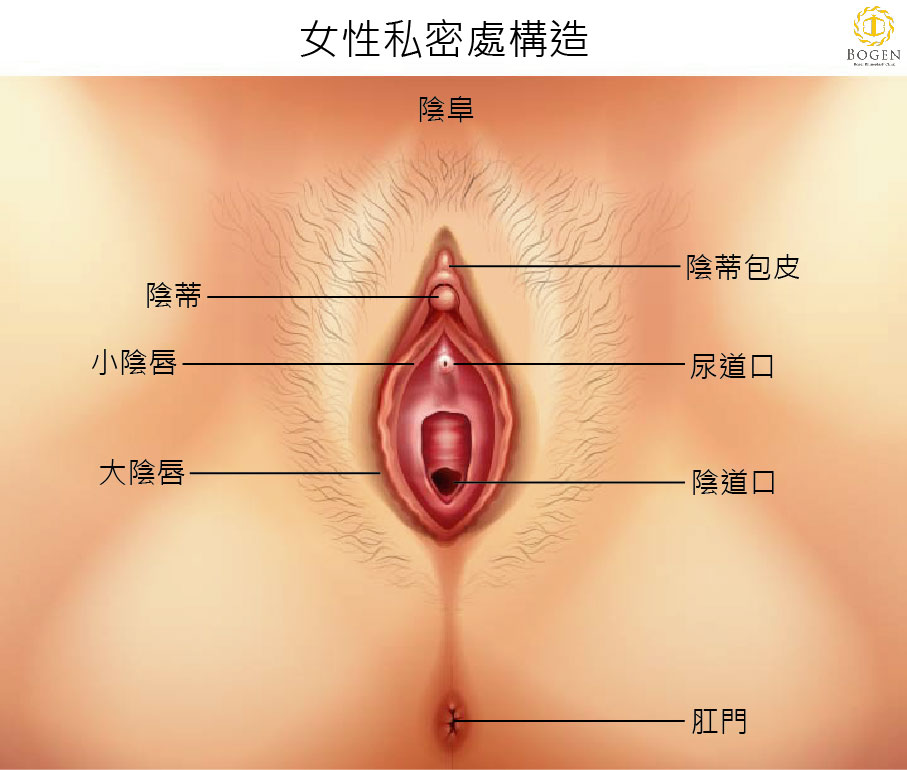 女性私密處結構,大陰脣,小陰唇,博恩妍