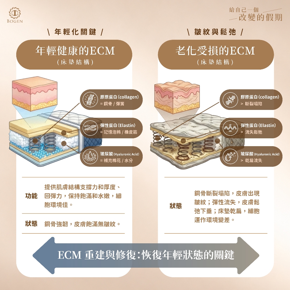彈力針,肌膚老化原理,博恩妍