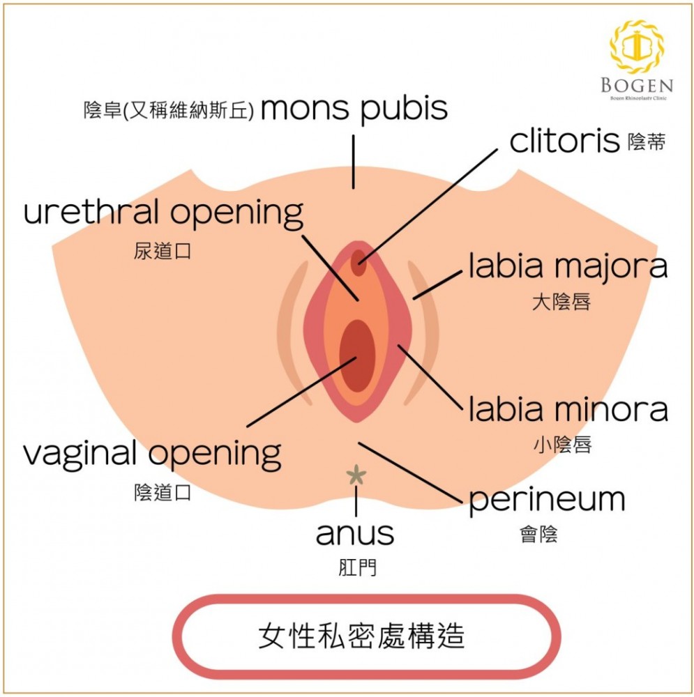 女性私密處構造,陰唇,小陰唇,博恩妍