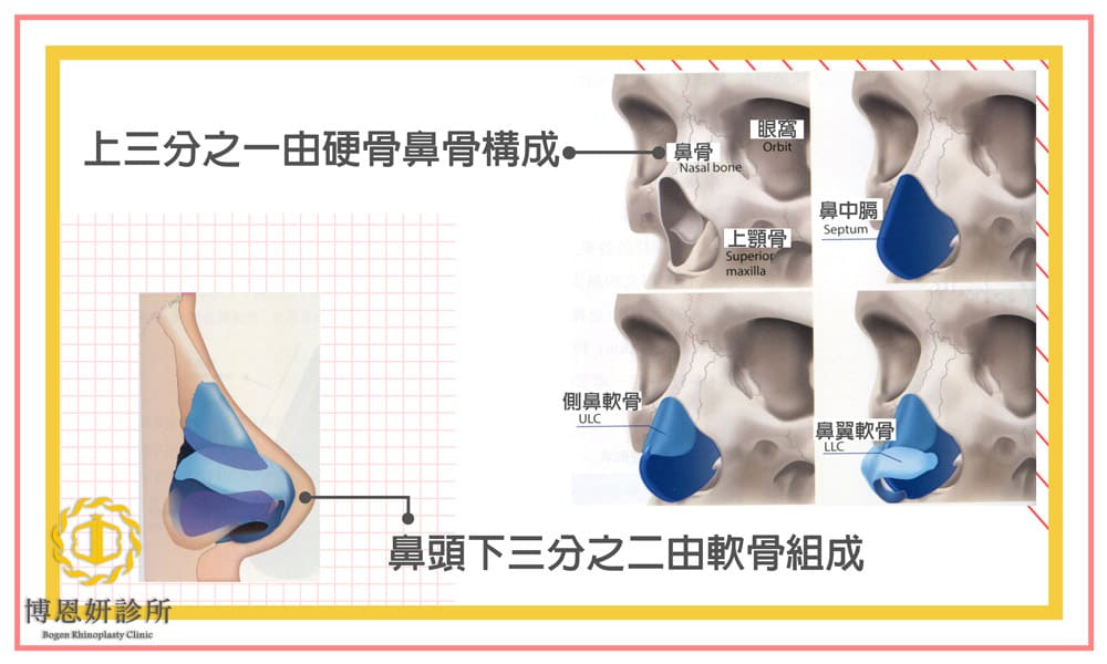鼻頭解剖構造分析,博恩妍診所張簡醫師